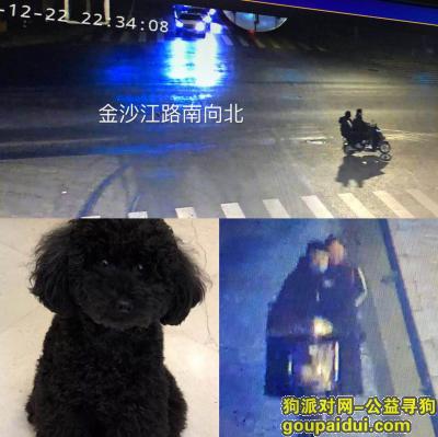 上海普陀区金沙江路北侧酬谢三千元寻找黑色泰迪，它是一只非常可爱的宠物狗狗，希望它早日回家，不要变成流浪狗。