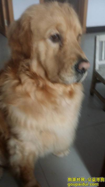 寻找金毛名叫旺旺三岁了，它是一只非常可爱的宠物狗狗，希望它早日回家，不要变成流浪狗。
