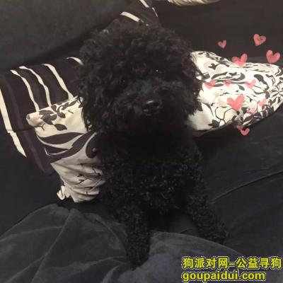 【北京找狗】，寻找爱犬大可！求好心人看到后联系我，它是一只非常可爱的宠物狗狗，希望它早日回家，不要变成流浪狗。