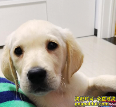 寻狗-2017年12月24日晚10点左右，北京崇文门附近，它是一只非常可爱的宠物狗狗，希望它早日回家，不要变成流浪狗。