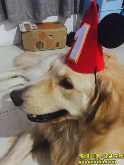 【温州找狗】，金毛狗狗养了好几年了，12月22日不小心在龙湾四甲走丢了，它是一只非常可爱的宠物狗狗，希望它早日回家，不要变成流浪狗。