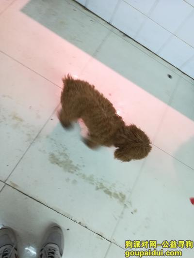 梅州寻狗网，五华县华城镇五华中学附近走丢一条泰迪，它是一只非常可爱的宠物狗狗，希望它早日回家，不要变成流浪狗。
