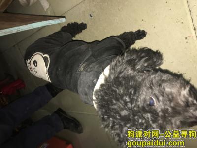 黑色泰迪寻主，公狗，身穿黑色卫衣，它是一只非常可爱的宠物狗狗，希望它早日回家，不要变成流浪狗。