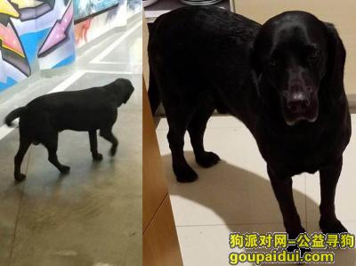 【盐城找狗】，盐城-东台火车站酬谢三千元寻找黑色拉布拉多，它是一只非常可爱的宠物狗狗，希望它早日回家，不要变成流浪狗。