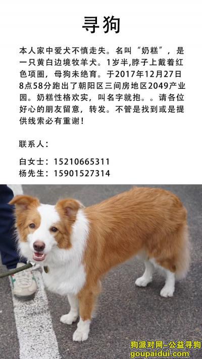 【北京找狗】，北京 三间房 地区找 黄白边牧，它是一只非常可爱的宠物狗狗，希望它早日回家，不要变成流浪狗。