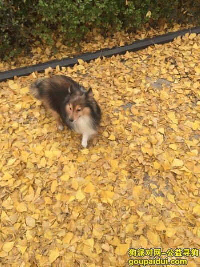 【重庆找狗】，重金寻狗！在重庆沙坪坝的朋友注意了，它是一只非常可爱的宠物狗狗，希望它早日回家，不要变成流浪狗。