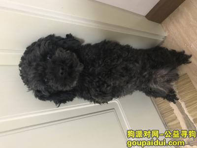 北京丰台岳各庄丢失黑色小型泰迪，它是一只非常可爱的宠物狗狗，希望它早日回家，不要变成流浪狗。
