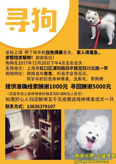 【上海找狗】，上海虹口区溧阳路四平路酬谢五千元寻找博美犬，它是一只非常可爱的宠物狗狗，希望它早日回家，不要变成流浪狗。