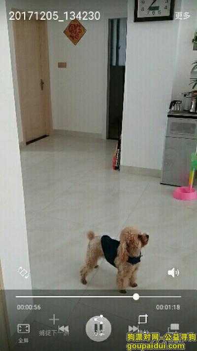 九江找狗，寻找泰迪 重金酬谢13870242910，它是一只非常可爱的宠物狗狗，希望它早日回家，不要变成流浪狗。