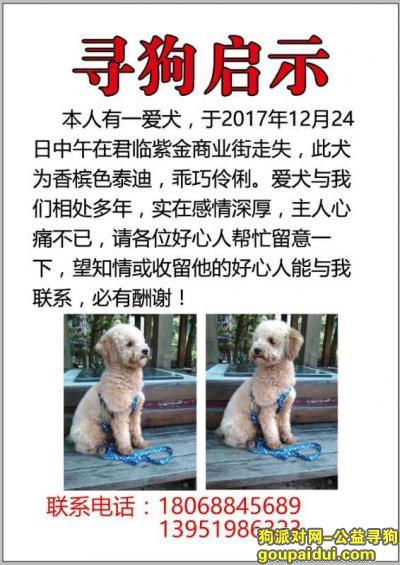 南京市玄武区君临紫金商业街寻找香槟色泰迪，它是一只非常可爱的宠物狗狗，希望它早日回家，不要变成流浪狗。