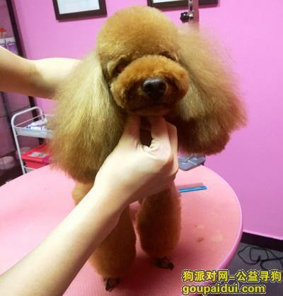 【北京找狗】，忘不了我的爱犬，它是一只非常可爱的宠物狗狗，希望它早日回家，不要变成流浪狗。