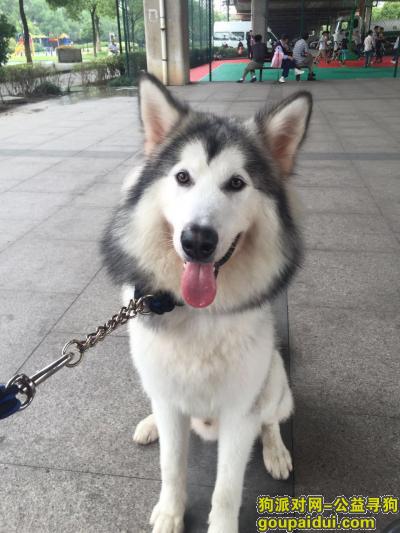 【杭州找狗】，急寻2岁阿拉斯加犬子弹，它是一只非常可爱的宠物狗狗，希望它早日回家，不要变成流浪狗。
