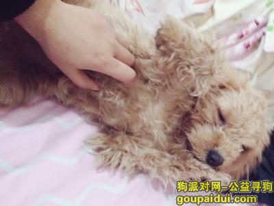 【杭州找狗】，9个月小泰迪丢失，望好心人能帮忙，它是一只非常可爱的宠物狗狗，希望它早日回家，不要变成流浪狗。