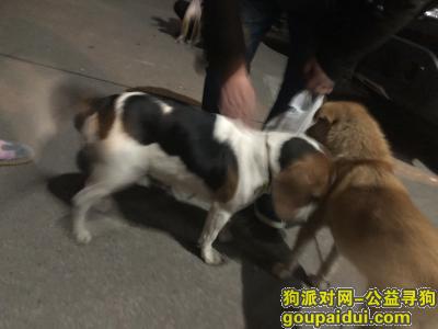 【上海找狗】，普陀区岚皋路附近捡到比格犬，它是一只非常可爱的宠物狗狗，希望它早日回家，不要变成流浪狗。