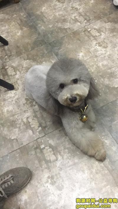 【重庆找狗】，泽科弹子石中心寻灰泰迪，它是一只非常可爱的宠物狗狗，希望它早日回家，不要变成流浪狗。