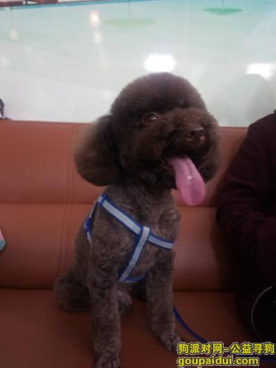 【深圳找狗】，老机场附近走丢棕泰迪，它是一只非常可爱的宠物狗狗，希望它早日回家，不要变成流浪狗。