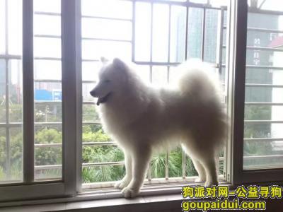 贵港市港北区天河花园酬谢三千元寻找萨摩，它是一只非常可爱的宠物狗狗，希望它早日回家，不要变成流浪狗。