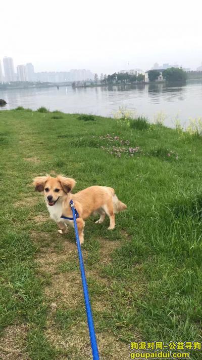 本人在2018年1月2日，湖北武汉汉阳区芳草路水墨清华小区把狗狗弄丢，它是一只非常可爱的宠物狗狗，希望它早日回家，不要变成流浪狗。