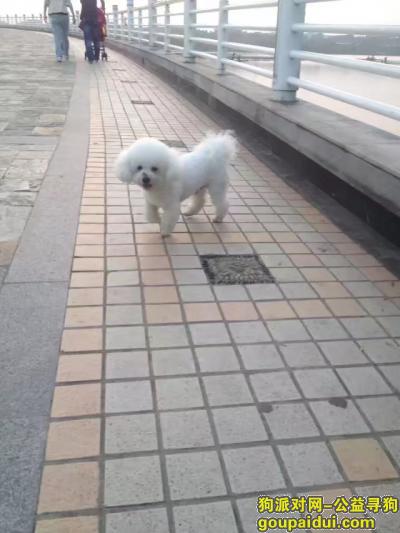 安庆寻狗启示，痛失爱狗！已经找了三天了！，它是一只非常可爱的宠物狗狗，希望它早日回家，不要变成流浪狗。