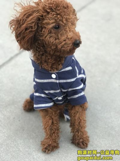 寻找一条穿着蓝白相间条纹衣服的棕色泰迪，它是一只非常可爱的宠物狗狗，希望它早日回家，不要变成流浪狗。