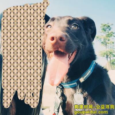 【深圳捡到狗】，深圳南山类似拉布拉多棕色母犬，它是一只非常可爱的宠物狗狗，希望它早日回家，不要变成流浪狗。