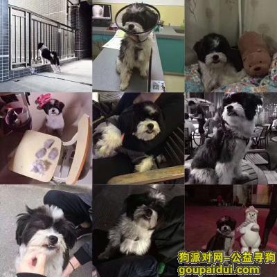 【深圳找狗】，深圳市罗湖区桂园路寻爱犬——，它是一只非常可爱的宠物狗狗，希望它早日回家，不要变成流浪狗。