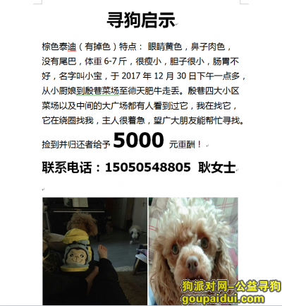 在江宁殷巷菜场附近丢失母泰迪一只，它是一只非常可爱的宠物狗狗，希望它早日回家，不要变成流浪狗。