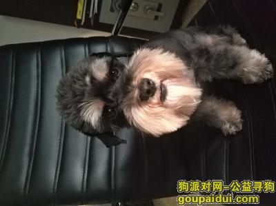 【沈阳找狗】，迷你雪纳瑞，1月2日在应昌街小六路走失了，它是一只非常可爱的宠物狗狗，希望它早日回家，不要变成流浪狗。