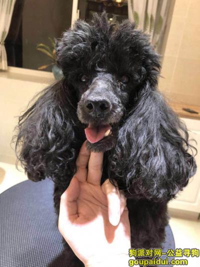 【上海找狗】，上海杨浦区军工路1436弄酬谢五千元寻找8岁黑贵宾，它是一只非常可爱的宠物狗狗，希望它早日回家，不要变成流浪狗。
