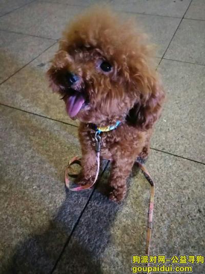 【郑州找狗】，重报酬寻回爱犬两岁泰迪母，它是一只非常可爱的宠物狗狗，希望它早日回家，不要变成流浪狗。