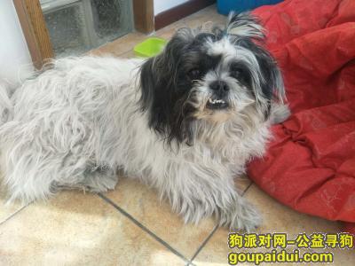 【北京捡到狗】，西施狗流浪在天通苑五区，它是一只非常可爱的宠物狗狗，希望它早日回家，不要变成流浪狗。