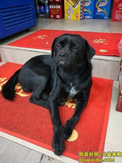 【福州找狗】，黑色土狗牙齿有点露出来合不上，它是一只非常可爱的宠物狗狗，希望它早日回家，不要变成流浪狗。