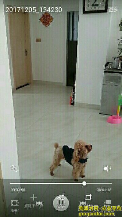 九江寻狗启示，寻找我家的毛孩子 重金酬谢13870242910，它是一只非常可爱的宠物狗狗，希望它早日回家，不要变成流浪狗。