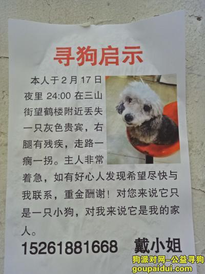 【南京找狗】，悬赏1万！！灰色贵宾右腿残疾走路一瘸一拐！，它是一只非常可爱的宠物狗狗，希望它早日回家，不要变成流浪狗。