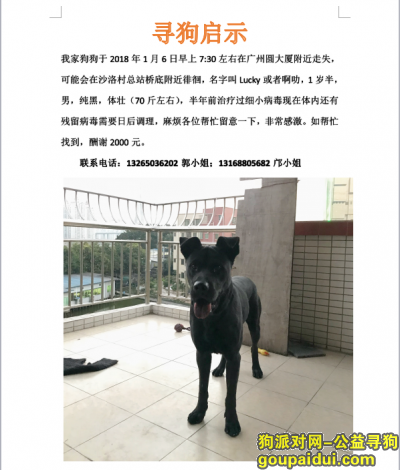 【广州找狗】，广州圆大厦附近寻狗，黑色，男性，体壮，酬谢2000元，它是一只非常可爱的宠物狗狗，希望它早日回家，不要变成流浪狗。