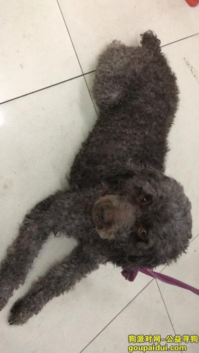 深圳找狗主人，捡到灰色泰迪狗狗一条，它是一只非常可爱的宠物狗狗，希望它早日回家，不要变成流浪狗。