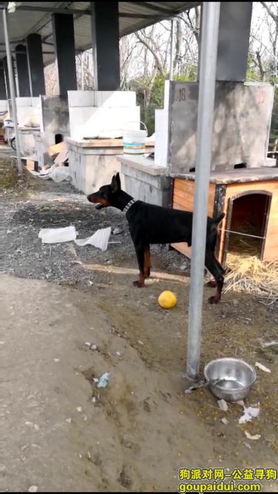 【嘉兴找狗】，嘉兴2岁黑色公杜宾，在嘉湖公路濮院路段走失，它是一只非常可爱的宠物狗狗，希望它早日回家，不要变成流浪狗。