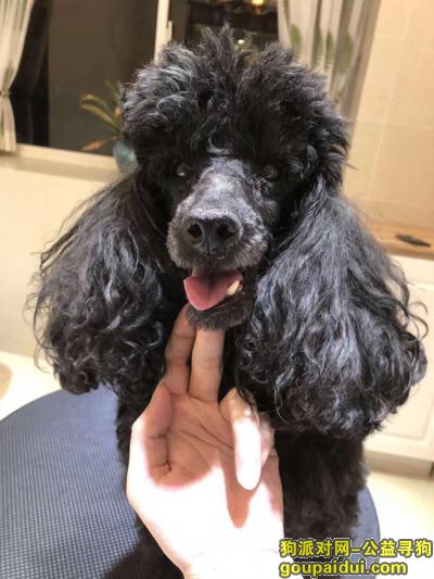 上海市杨浦区寻找黑妞，它是一只非常可爱的宠物狗狗，希望它早日回家，不要变成流浪狗。
