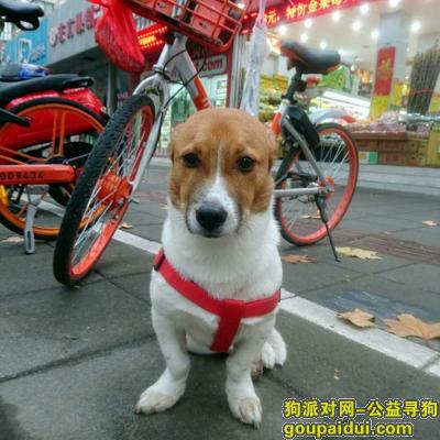 上海长宁捡到一只串串。，它是一只非常可爱的宠物狗狗，希望它早日回家，不要变成流浪狗。
