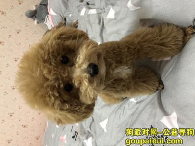 郑州寻狗。浅棕色泰迪，它是一只非常可爱的宠物狗狗，希望它早日回家，不要变成流浪狗。