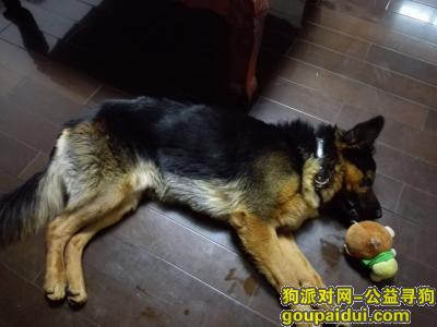 【福州找狗】，于仓山上渡附近走失一条串串黑背，它是一只非常可爱的宠物狗狗，希望它早日回家，不要变成流浪狗。