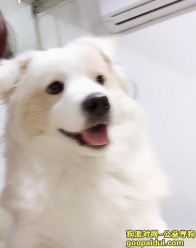 赣州寻狗，寻找串串白小胖！！！，它是一只非常可爱的宠物狗狗，希望它早日回家，不要变成流浪狗。