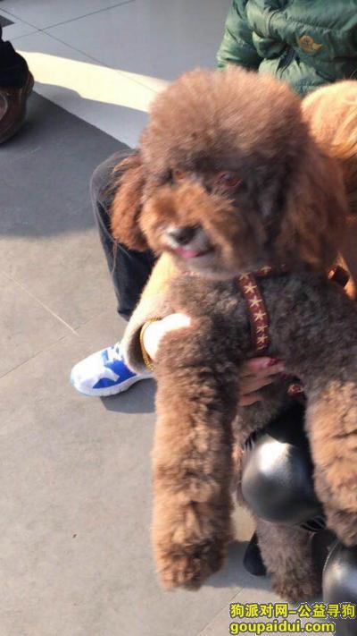 【上海找狗】，上海闵行区浦江镇汇舒路119弄酬谢2千元寻找泰迪，它是一只非常可爱的宠物狗狗，希望它早日回家，不要变成流浪狗。