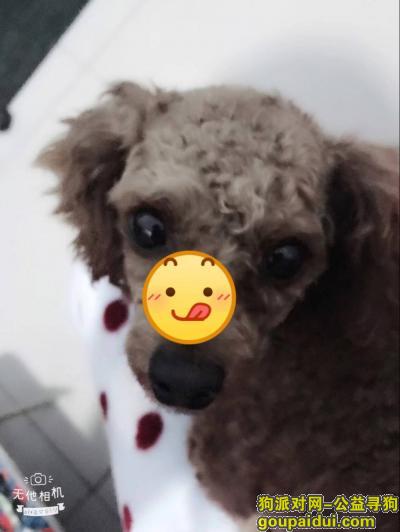 【邯郸找狗】，一只粽色泰迪，邯郸市东辛庄丢失，它是一只非常可爱的宠物狗狗，希望它早日回家，不要变成流浪狗。