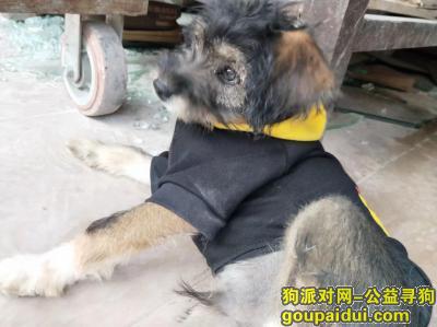 【深圳找狗】，找寻一只带有雪纳瑞血统的6个月男狗狗，它是一只非常可爱的宠物狗狗，希望它早日回家，不要变成流浪狗。