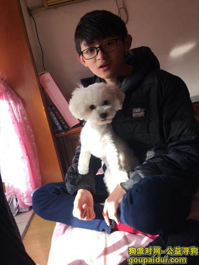 【上海找狗】，七宝寻狗启事 重金酬谢。，它是一只非常可爱的宠物狗狗，希望它早日回家，不要变成流浪狗。