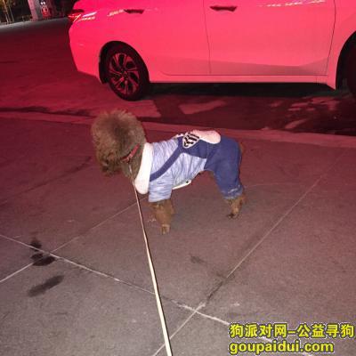 【广州捡到狗】，增城新塘广深大道西加油站附近捡到一只棕色泰迪犬，它是一只非常可爱的宠物狗狗，希望它早日回家，不要变成流浪狗。