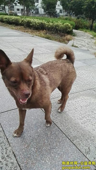 安庆市高河镇爱狗遗失，重金寻狗，它是一只非常可爱的宠物狗狗，希望它早日回家，不要变成流浪狗。