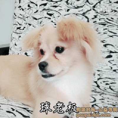 【南京找狗】，南京秦淮区李府街小区找狗狗，它是一只非常可爱的宠物狗狗，希望它早日回家，不要变成流浪狗。