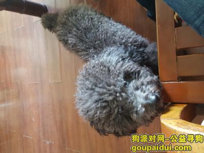 深圳捡到狗，罗湖泥岗村捡到泰迪一只，它是一只非常可爱的宠物狗狗，希望它早日回家，不要变成流浪狗。